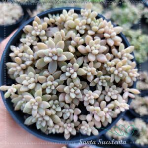 GRAPTOPETALUM MIRINAE – PT 11 cm