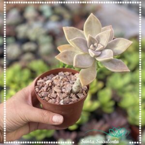 GRAPTOPETALUM PARAGUAYENSE FANTASMA – PT 09 cm