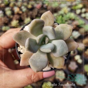 GRAPTOVERIA SUPREME BABY – PT 07 cm
