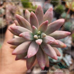 GRAPTOSEDUM FRANCESCO BALDII – PT 09 cm