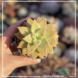 GRAPTOVERIA INTI-PLATENSE – PT 09 cm