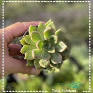 GRAPTOVERIA MELODY – PT 07 cm