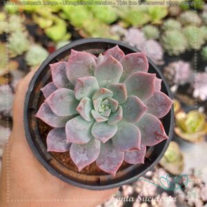 GRAPTOVERIA MILK WAY – PT 11 cm