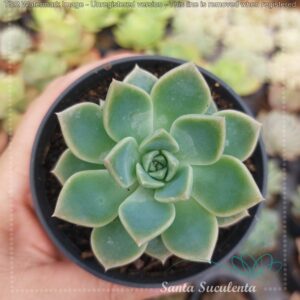 GRAPTOVERIA PRETTY IN PINK – PT 09 cm