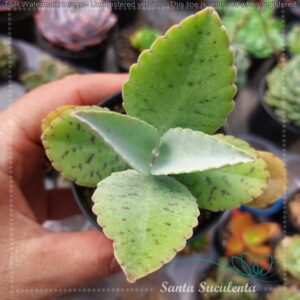 KALANCHOE GASTONIS BONNIERI BABY – PT 7 cm