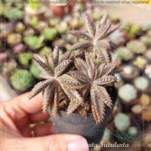 KALANCHOE SERRATA BABY – PT 07 cm