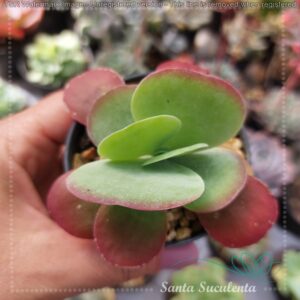 KALANCHOE THYRSIFLORA ORELHA DE ELEFANTE – PT 07 cm