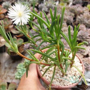 LAMPRANTHUS SPECTABILIS (FLOR BRANCA) – PT 09 cm