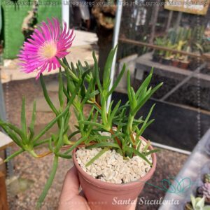 LAMPRANTHUS SPECTABILIS (FLOR ROSA) – PT 11 cm