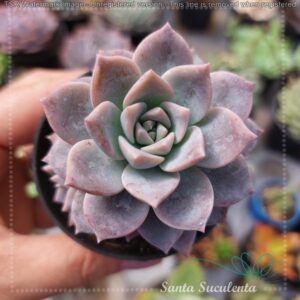 GRAPTOVERIA MILK WAY BABY – PT 07 cm