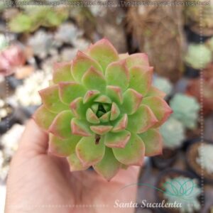 SEDEVERIA MAIALEN – PT 07 cm
