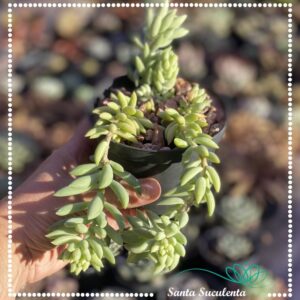 SEDUM MORGANIANUM RABO DE BURRO – PT 11 cm