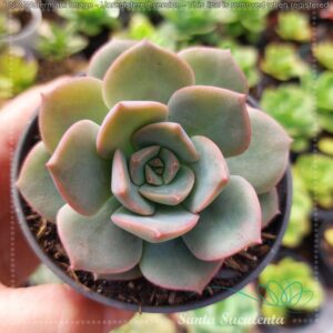XPACHYVERIA PISTACHIO – PT 09 cm