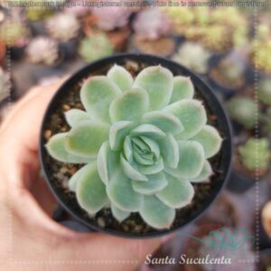 ECHEVERIA ELEGANS – PT 09 cm