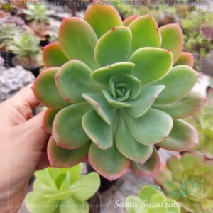 ECHEVERIA LUELLA (GRANDE) – PT 15 cm