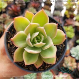 ECHEVERIA LUELLA – PT 11 cm