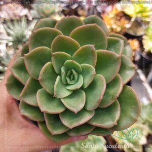ECHEVERIA NOBILE – PT 11 cm