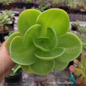 ECHEVERIA PALIDA (GRANDE) – PT 15 cm