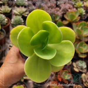 ECHEVERIA PALIDA – PT 11 cm