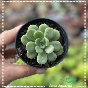ECHEVERIA SUGARED  – PT 09 cm