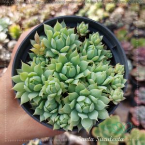 GRAPTOPETALUM MACDOUGALLII (COLONIA) – PT 11 cm