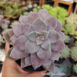 GRAPTOPETALUM SUPERBUM – PT 11 cm