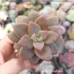 GRAPTOVERIA GILVA (SEDUM BRONZE) – PT 07 cm