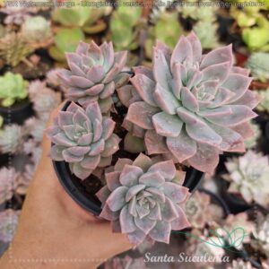 GRAPTOVERIA MILK WAY (COLONIA) – PT 11 cm