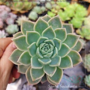 GRAPTOVERIA PRETTY IN PINK – PT 11 cm