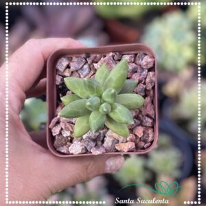 PACHYPHYTUM COMPACTUM DIAMANTE – PT 07 cm