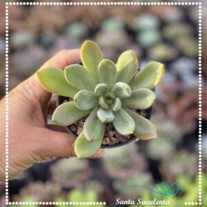 PACHYPHYTUM COMPACTUM – PT 07 cm