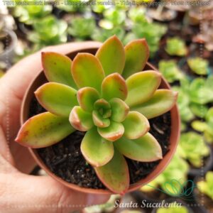 PACHYSEDUM TEAM SET – PT 09 cm