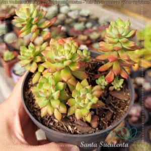 SEDUM CUSPIDATUM (COLONIA) – PT 09 cm