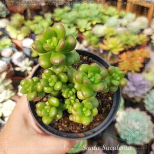 SEDUM LUCIDUM OBESUM (COLONIA) – PT 11 cm