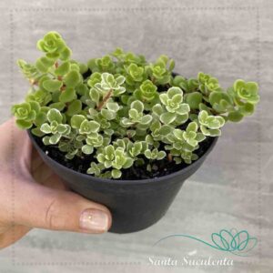 SEDUM MAKINOI DUPLA (VARIEGATA E OGON) – PT 11 cm