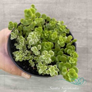 SEDUM MAKINOI DUPLA (VARIEGATA E OGON) – PT 11 cm