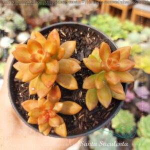 SEDUM NUSSBAUMERIANUM – PT 11 cm