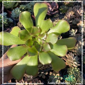 AEONIUM ARBOREUM (GRANDE) – PT 15 cm
