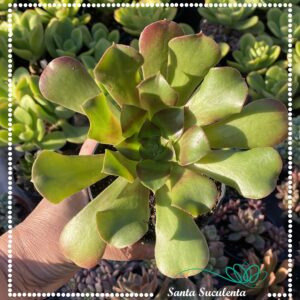 AEONIUM ARBOREUM – PT 11 cm