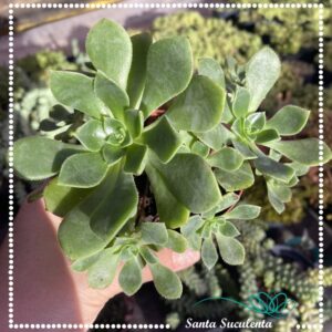 AEONIUM VAR. HAWORTHII (COLONIA) – PT 09 cm