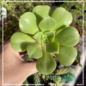 AEONIUM VAR. HAWORTHII  – PT 09cm