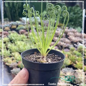 ALBUCA SPIRALIS – 09 cm