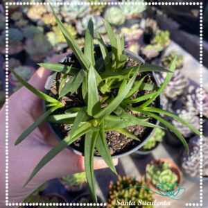ALOE BLACK GEM – PT 09 cm
