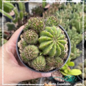 CACTO COLONIA – PT 09 cm