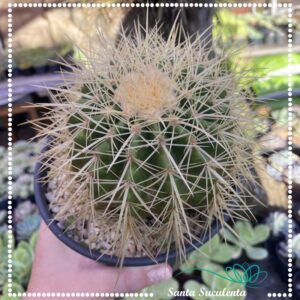 CACTO ECHINOCACTUS GRUSONII – PT 15 cm