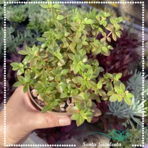 CRASSULA HUMBERTII – PT 11 cm