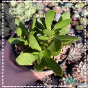 CRASSULA NUDICAULIS PLATYPHYLLA – PT 11 cm
