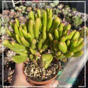 CRASSULA OVATA GOLLUM ORELHA DE SHREK – PT 11 cm