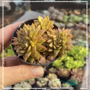 ECHEVERIA AGAVOIDES GILVA RED ROSE – PT 09 cm