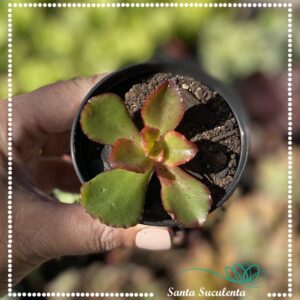 ECHEVERIA AMPI BABY – PT 07 cm